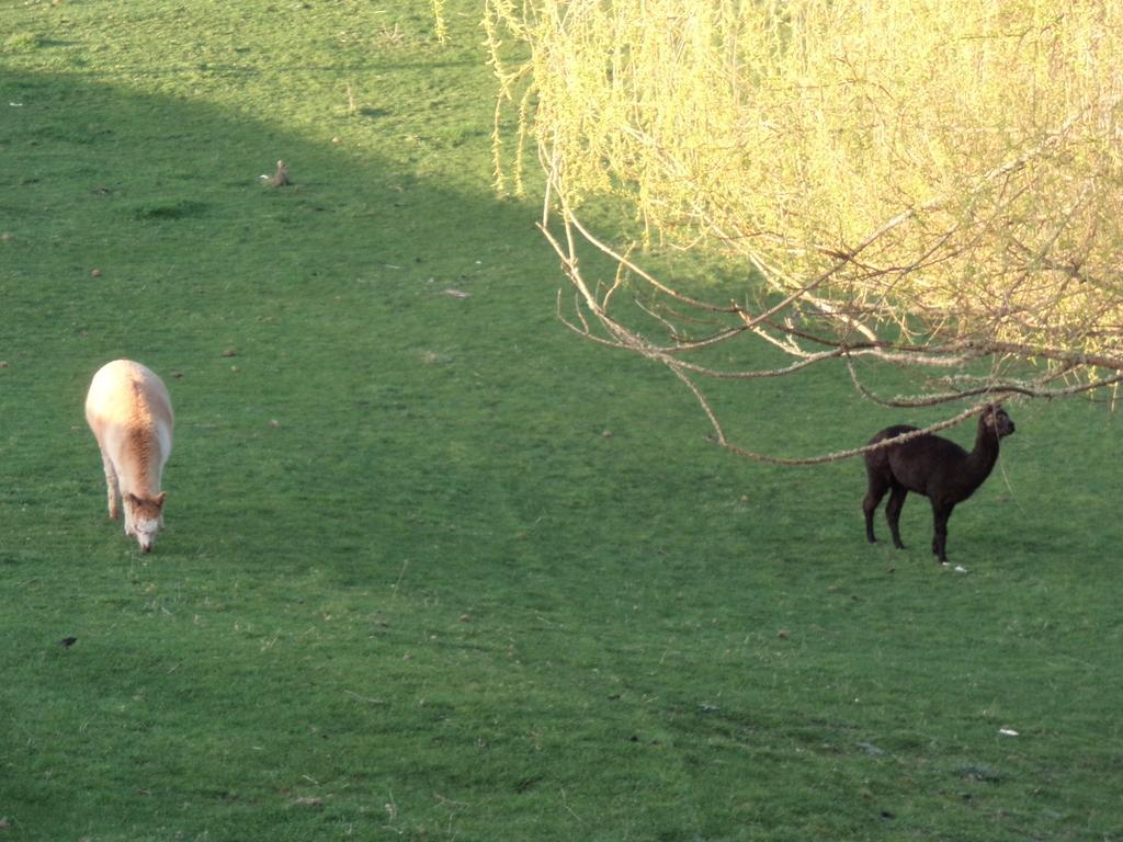 Earthsounds Country Cottage Taumarunui Buitenkant foto